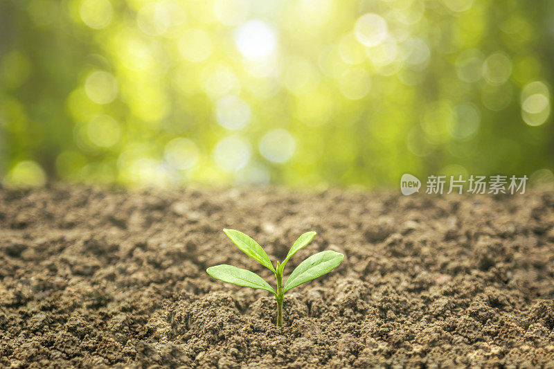 商业成长理念:在中性背景下种植树木，特写新鲜的绿色植物