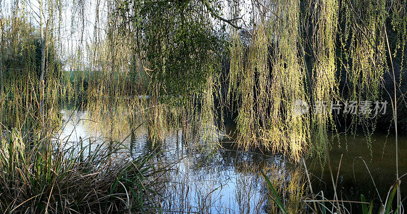 在春天傍晚的阳光下，柳树枝条悬挂在一个村庄的池塘上
