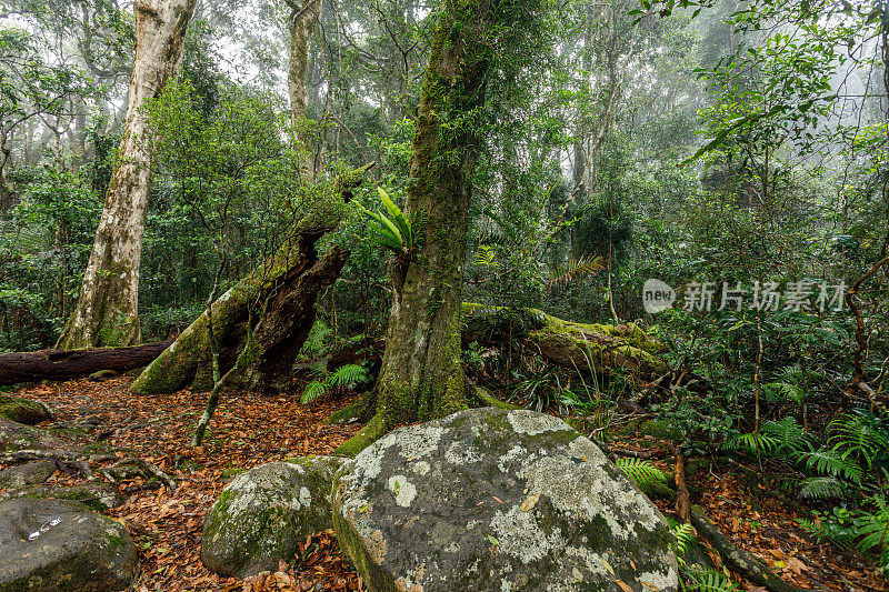 布满苔藓的岩石的热带雨林空地