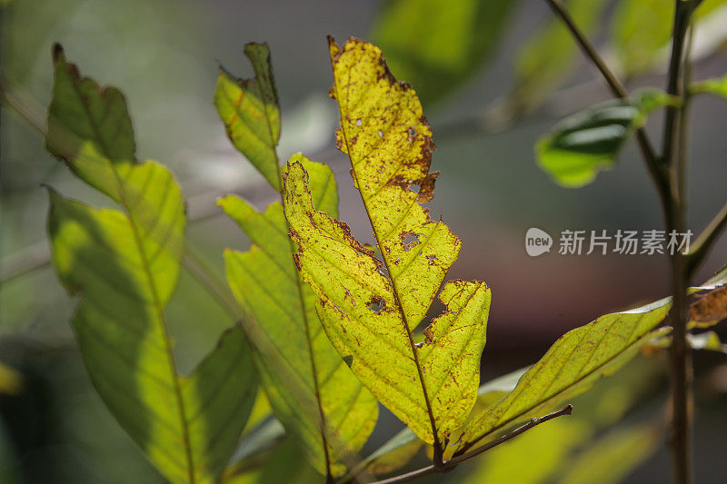 绿色植物