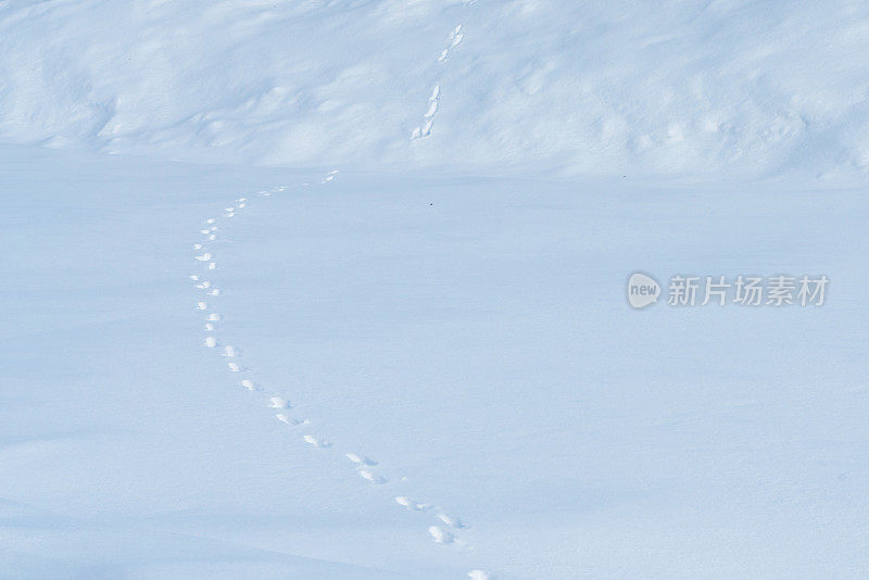 动物在深雪中留下足迹