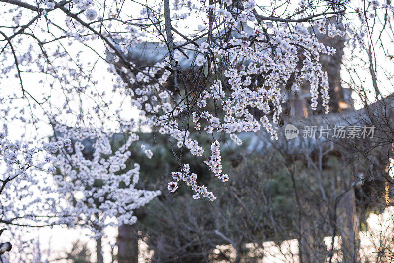 樱花樱花