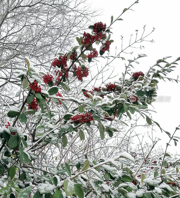 雪覆盖的树