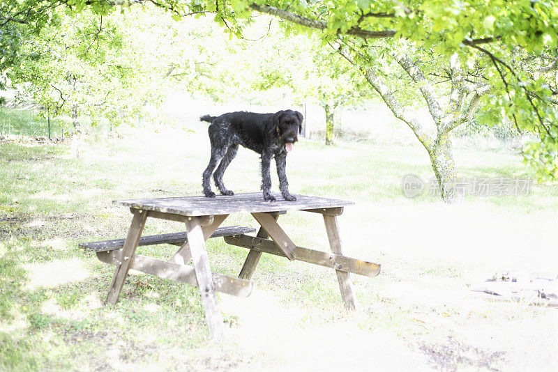 小猎狗站在野餐桌上