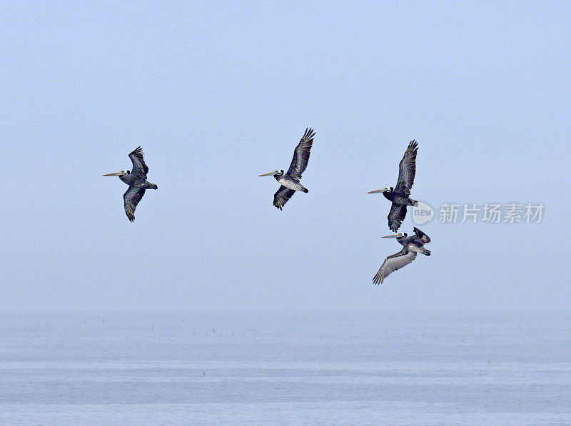 在智利南部阿劳卡尼亚海岸，四只秘鲁鹈鹕飞过一片平静的海洋