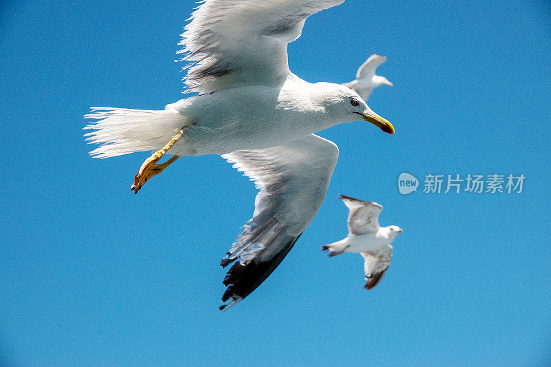 蓝天上的海鸥