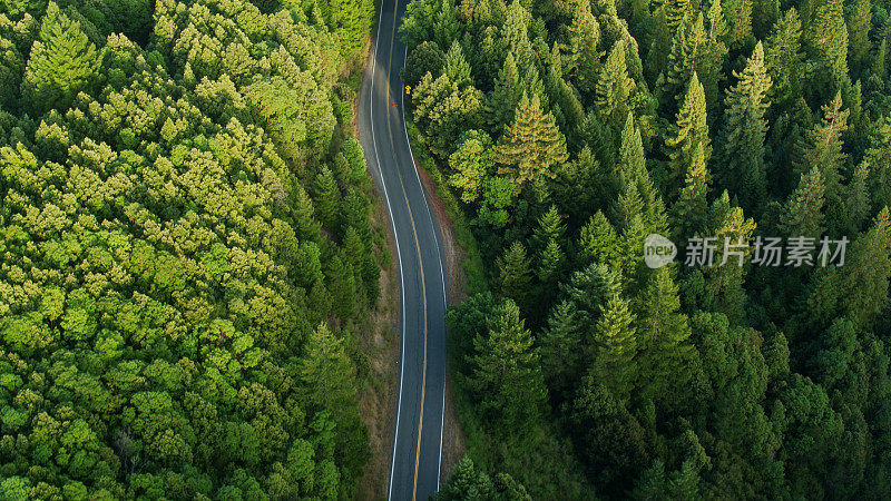 空的蜿蜒的道路在红木森林-空中
