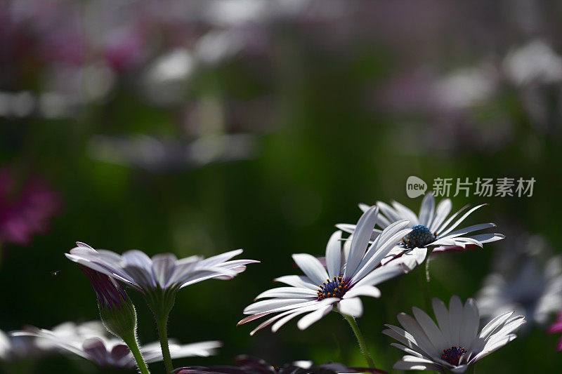 雏菊白色Gazania特写花拷贝空间