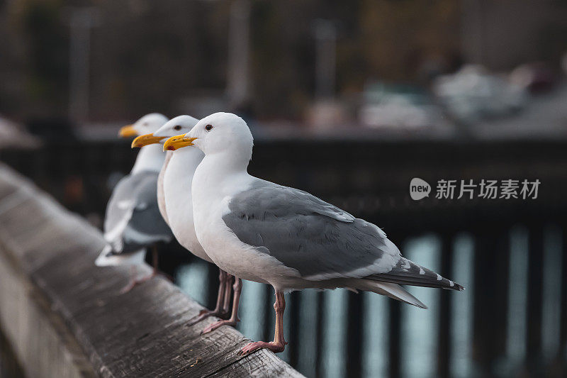 码头上一排海鸥