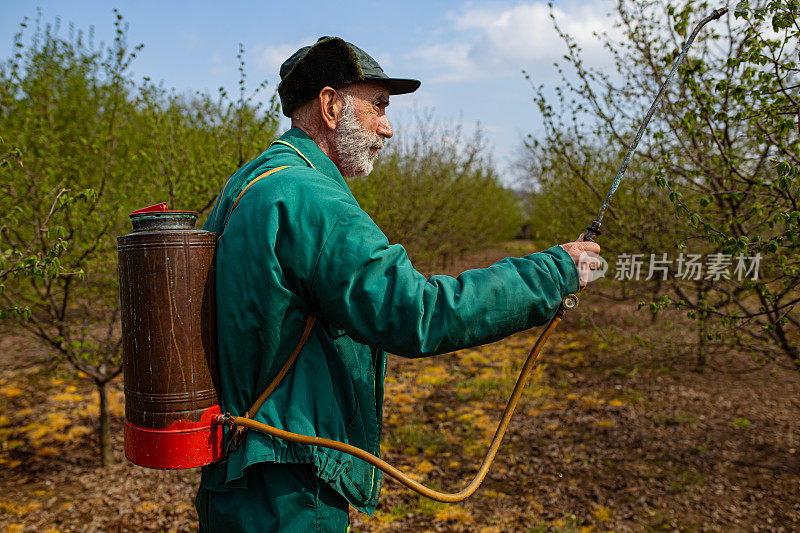 在春天的一天向苹果园喷洒