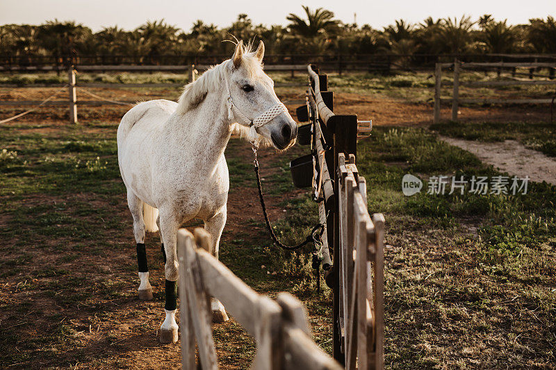 一匹系着波西米亚流苏缰绳的白马，拴在马厩的木栅栏上，等待骑马