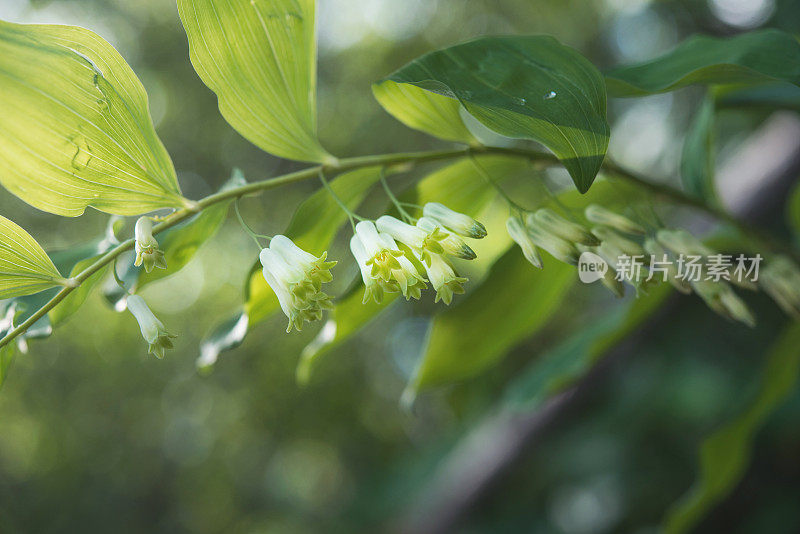 开花的所罗门海豹(何首乌)