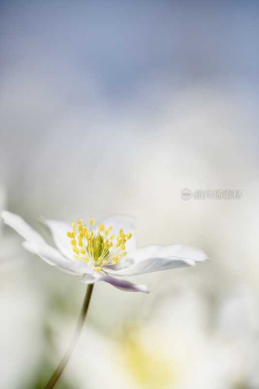 木头海葵花