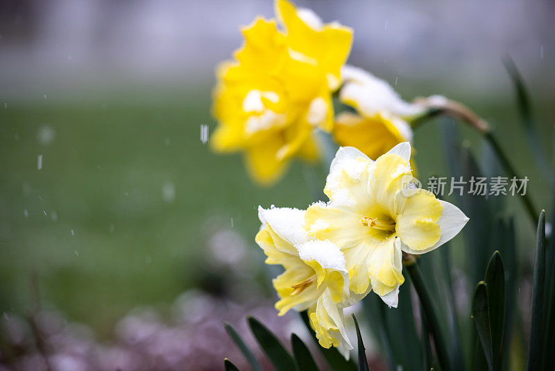 在暴风雪期间，黄色水仙花被雪覆盖