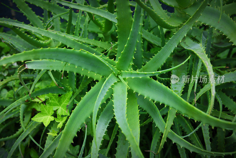 近景绿色芦荟植物。