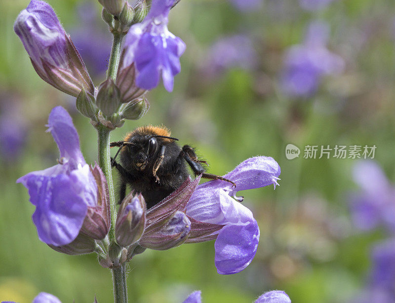 大黄蜂在花园的鼠尾草花上