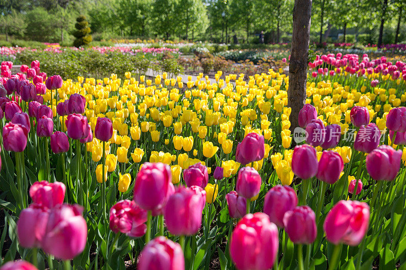高尔基公园的黄色和粉色郁金香在俄罗斯首都莫斯科市中心。