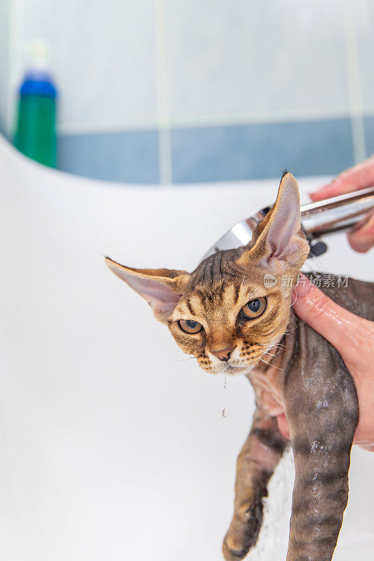 可爱的德文雷克斯猫正在浴缸里洗澡