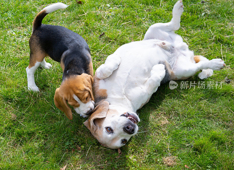 两只小猎犬在花园里玩耍