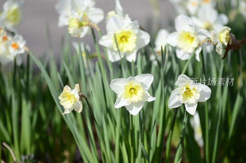 水仙花球茎:早春开花