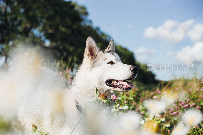 阿拉斯加雪橇犬在户外