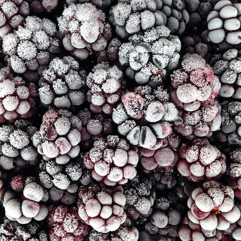 冰冻黑莓的特写