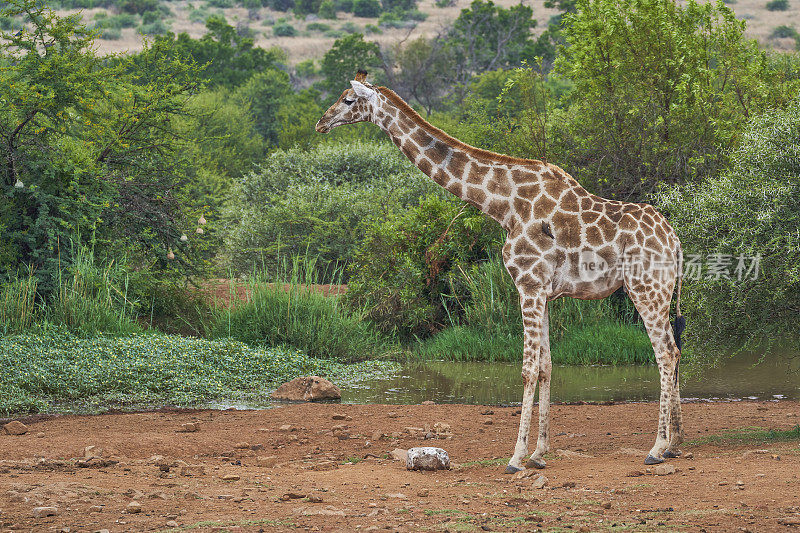南非美丽的兰斯堡国家公园里的野生长颈鹿