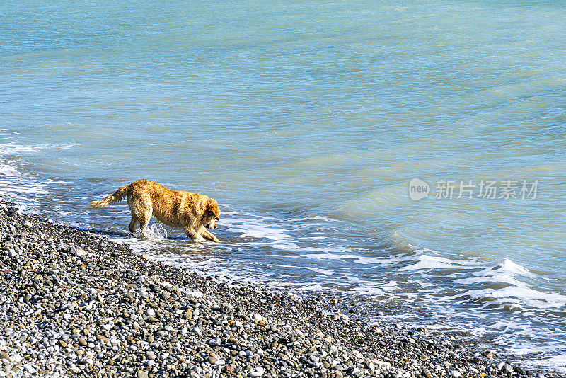 可爱的雄性金毛猎犬站在海边的大海上。