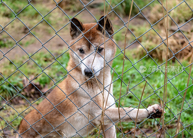 极度濒危的歌唱犬