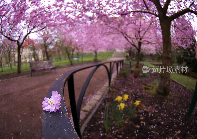 樱花特写