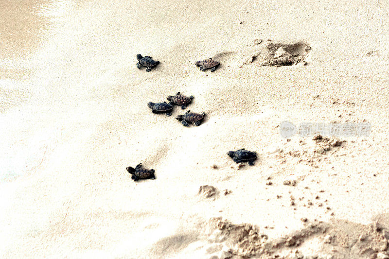 小海龟走向大海