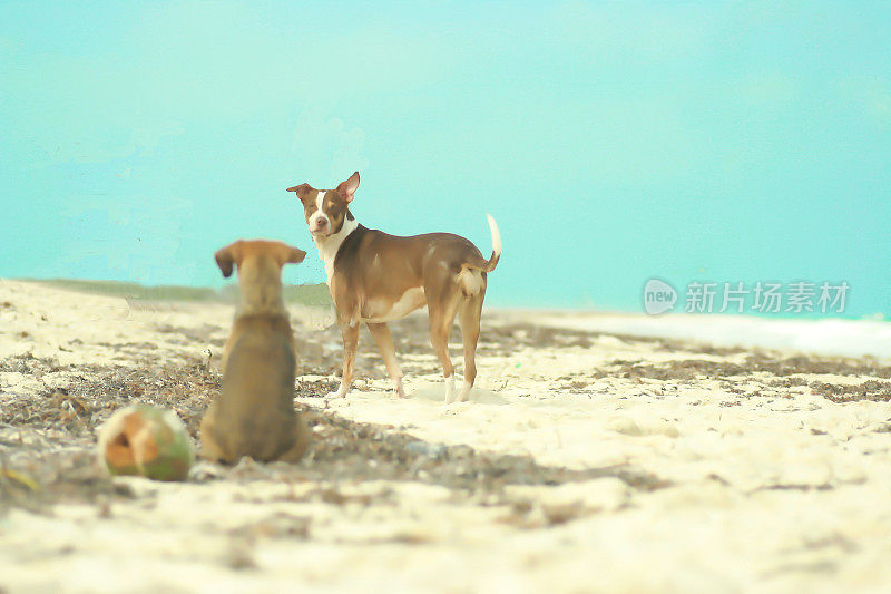 暑假椰子狗