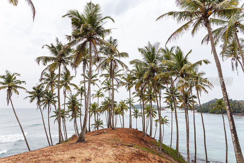 棕榈热带海滩。Mirissa海滩。斯里兰卡。