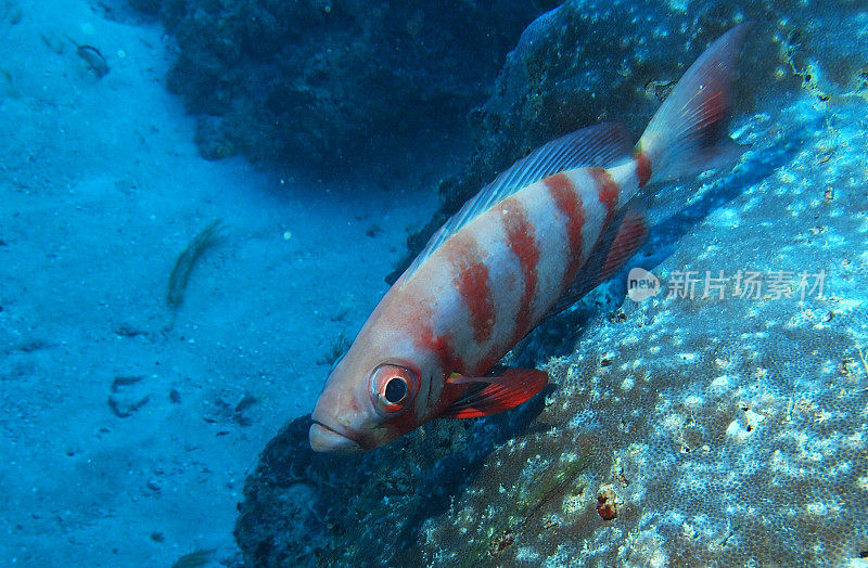 斐济珊瑚礁上的大眼鱼