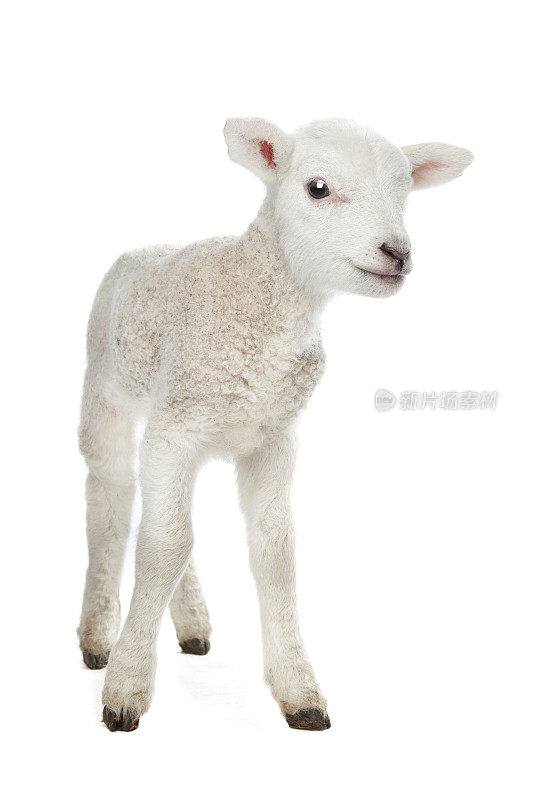 白色背景下的新生羊羔