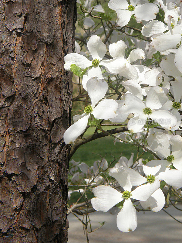 白色的山茱萸树