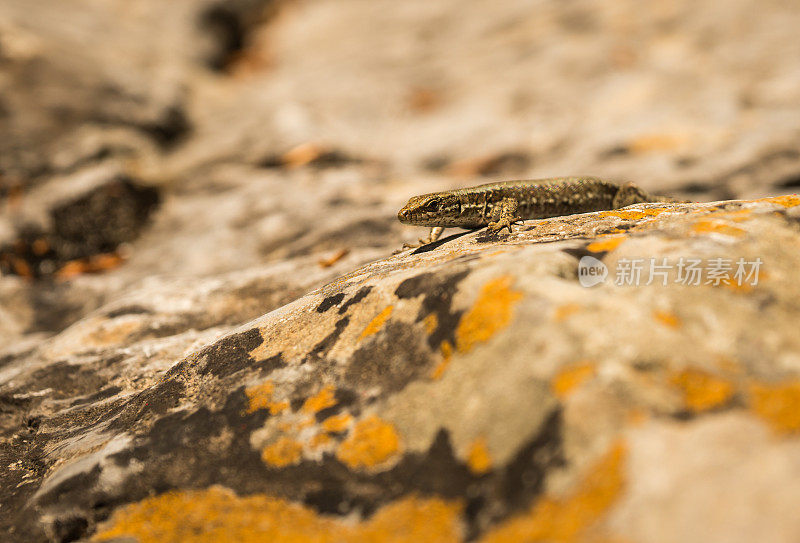 岩石上敏捷的小蜥蜴