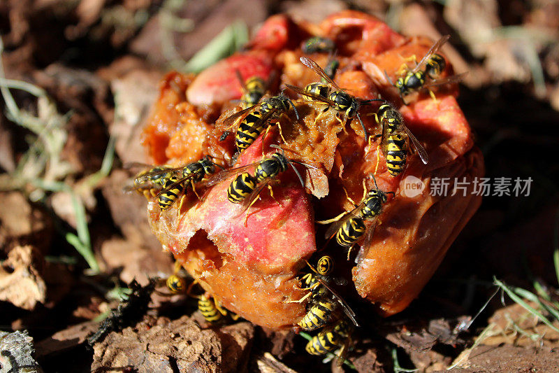 一群正在吞食一个烂苹果的黄蜂