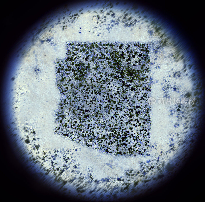 显微镜下的亚利桑那型细菌(系列)