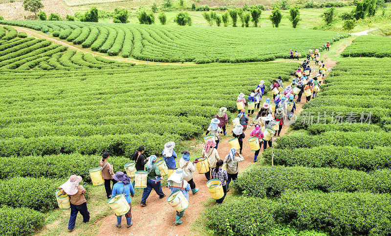 一群采茶工人在种植园里采摘茶叶