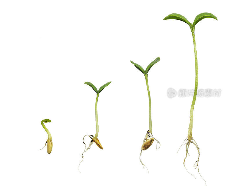 植物进化的萌发序列