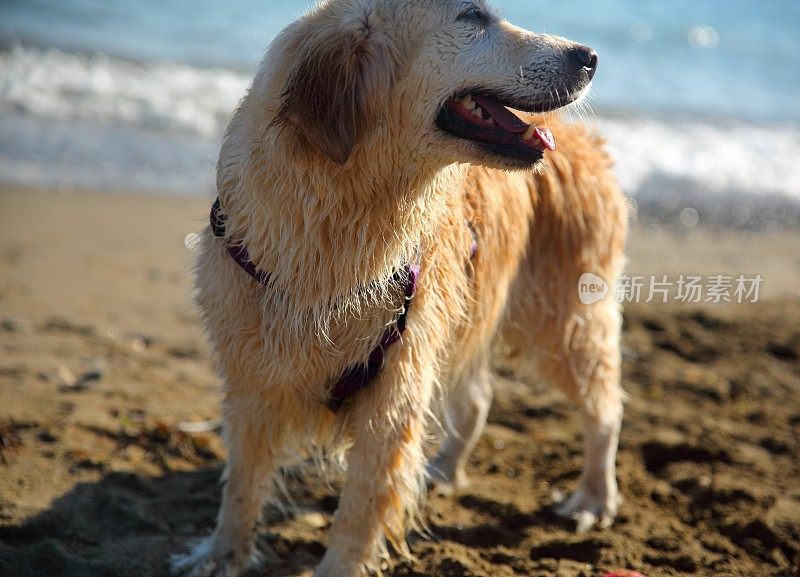 海滩上的金毛寻回犬