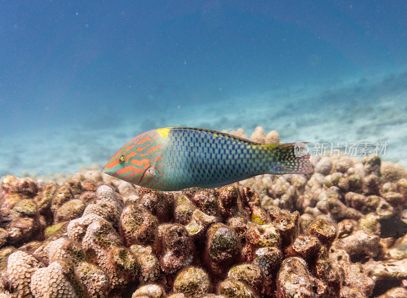 白化珊瑚礁生态系统海洋环境中的西洋濑鱼。地点是泰国甲米安达曼海哈岛。