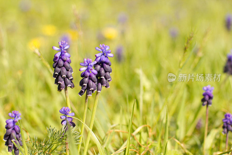 Grape-Hyacinth。