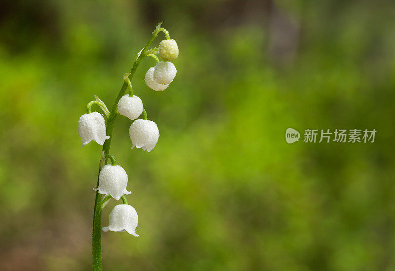 水滴落在铃兰上