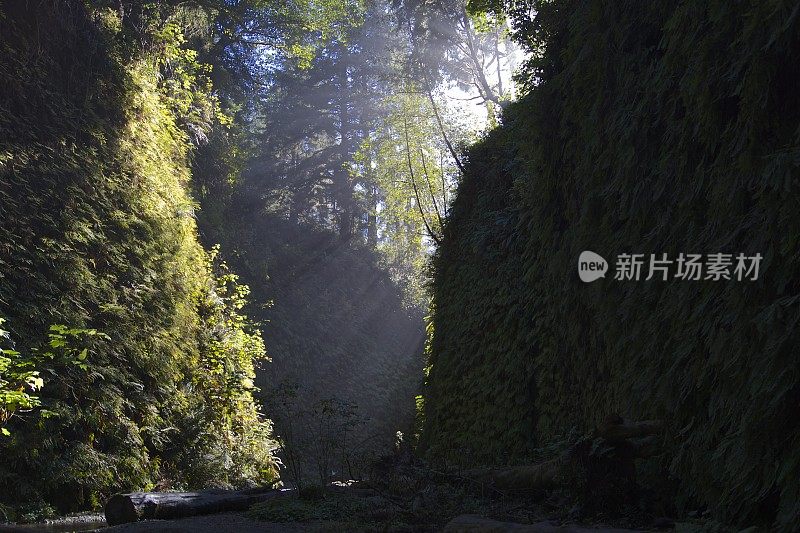 蕨类植物的峡谷