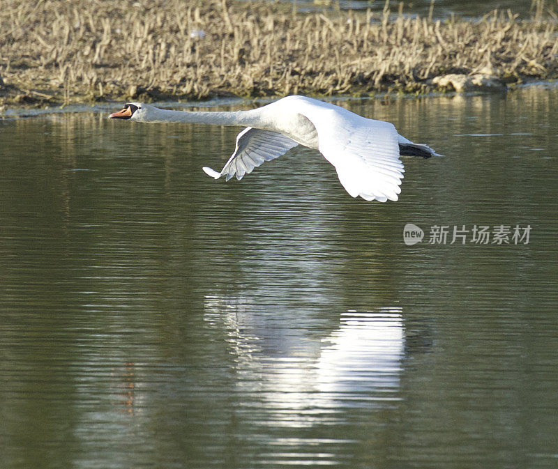 沉默的天鹅