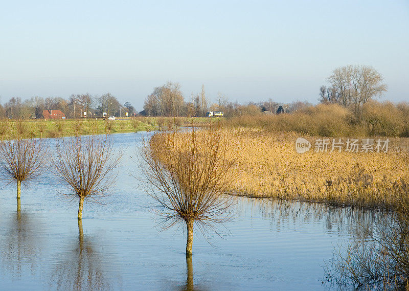 荷兰景观:淹没的河流IJssel与波拉德柳树在水中