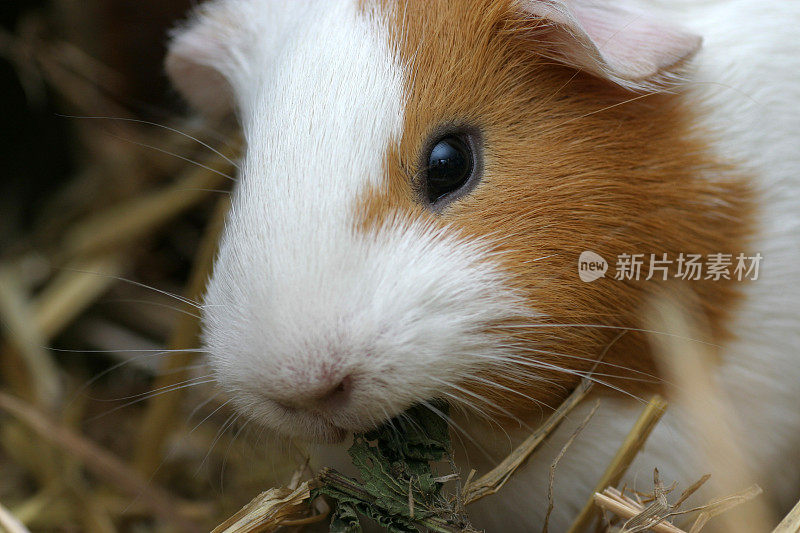 豚鼠饲用药草