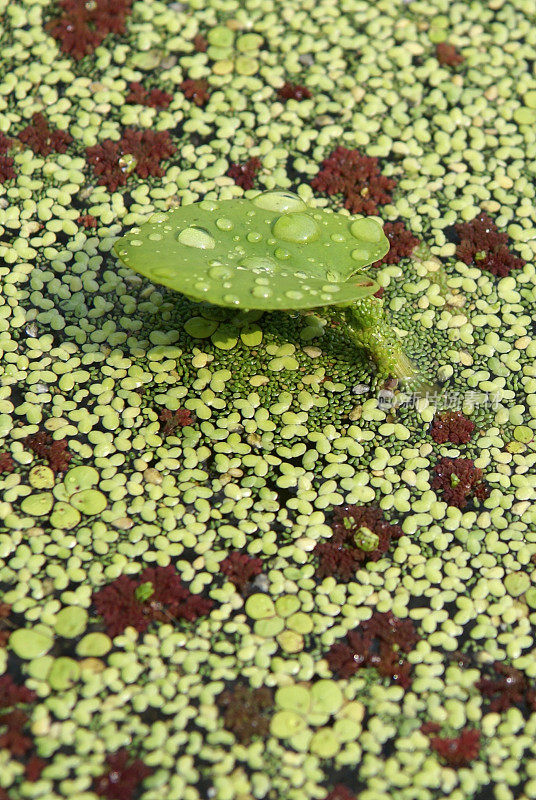 水生植物